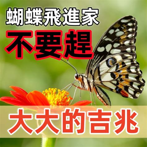 白蝴蝶飛進家裡|【白蝴蝶飛進家裡代表什麼】白蝴蝶飛進家，好運來？還是有預。